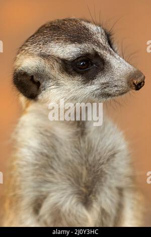 Mammiferi / Un Meerkat prendere il sole al Ballarat Wildlife Park in Ballarat Australia. Foto Stock