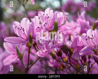 I fiori viola del rododendro nella luce posteriore. Giappone Foto Stock