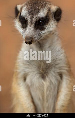 Mammiferi / Un Meerkat prendere il sole al Ballarat Wildlife Park in Ballarat Australia. Foto Stock