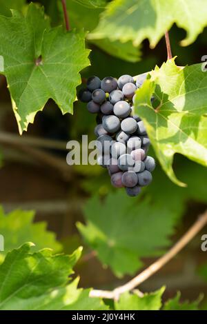 Uve mature blu su un vitigno con foglie in un vigneto Vitis vinifera Foto Stock