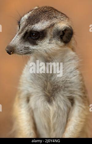 Mammiferi / Un Meerkat prendere il sole al Ballarat Wildlife Park in Ballarat Australia. Foto Stock