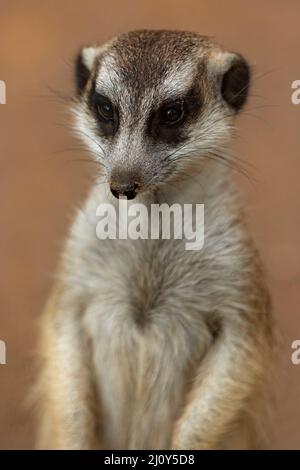 Mammiferi / Un Meerkat prendere il sole al Ballarat Wildlife Park in Ballarat Australia. Foto Stock