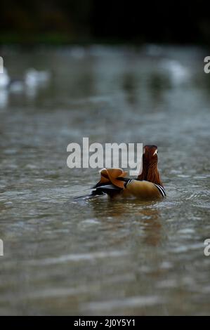 Anatra Mandarina Foto Stock