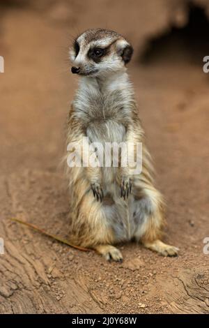 Mammiferi / Un Meerkat prendere il sole al Ballarat Wildlife Park in Ballarat Australia. Foto Stock