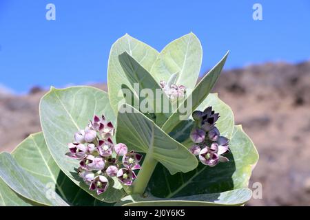 Oscher (Calotropis procera, Syn.Asclepias procera, Asclepias gigantea), auch Fettblattbaum Stock Photo