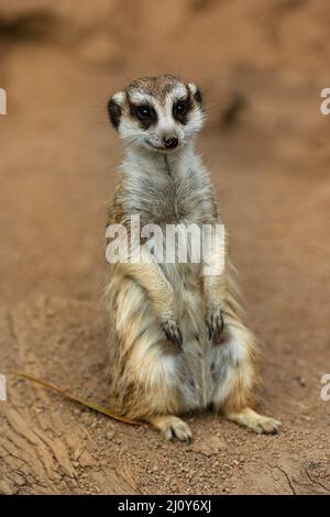 Mammiferi / Un Meerkat prendere il sole al Ballarat Wildlife Park in Ballarat Australia. Foto Stock