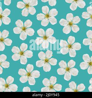 Modello senza giunture. Bianco Ciliegio fiori su un sfondo turchese. Foto Stock