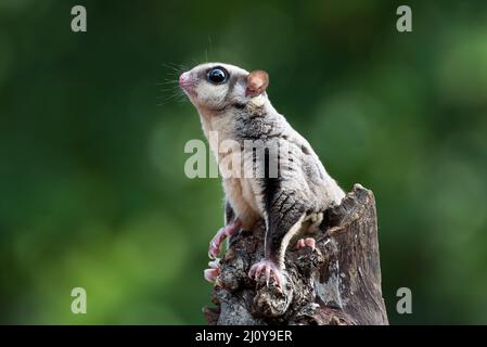 Parapendio di zucchero (Petaurus breviceps) su un ramo di albero Foto Stock