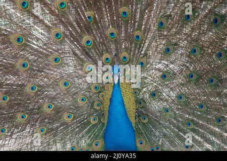 peacock in primavera con belle piume Foto Stock