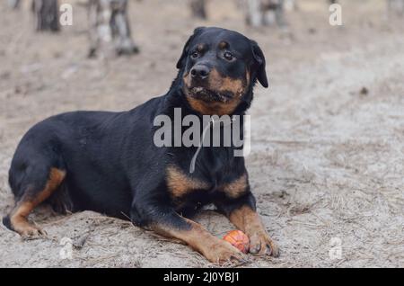 Un grande cane nero giace sulla sabbia con un giocattolo. Una femmina adulta Rottweiler sta tenendo una palla di gomma rossa con le zampe anteriori. Animali domestici. Messa a fuoco selettiva. Foto Stock