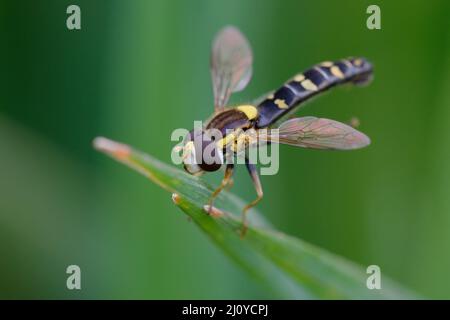 Hoverfly lungo maschio (Scripta di Sphaerophoria) su una foglia Foto Stock