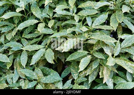 Foglie verdi macchiate di oro polvere pianta Aucuba, Aucuba japonica Variegata Foto Stock