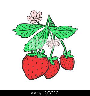 Fragole sul ramo con foglie e fiori illustrazione vettoriale. Rosso giardino primavera bacche su frondoso ramoscello oggetto isolato. Mano sana di cibo biologico Illustrazione Vettoriale