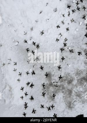 Strada innevata e tracce di piccioni sulla neve. Gli uccelli si sono schiappati sulla neve fresca. Foto Stock