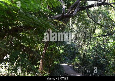 Una vista della foresta lungo il Prince Henry Cliff Walk nelle Blue Mountains dell'Australia Foto Stock