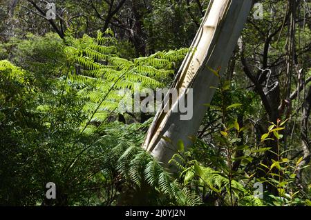 Una vista della foresta lungo il Prince Henry Cliff Walk nelle Blue Mountains dell'Australia Foto Stock