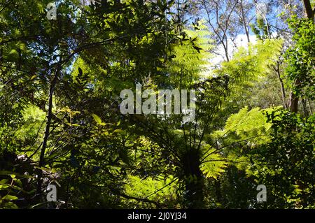 Una vista della foresta lungo il Prince Henry Cliff Walk nelle Blue Mountains dell'Australia Foto Stock