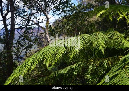 Una vista della foresta lungo il Prince Henry Cliff Walk nelle Blue Mountains dell'Australia Foto Stock