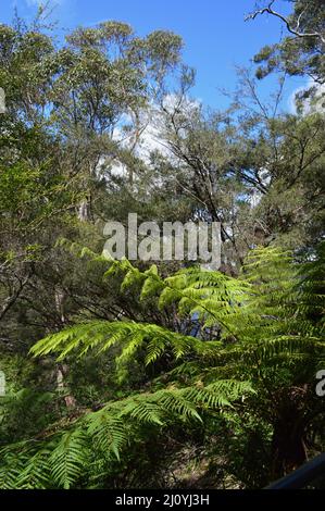 Una vista della foresta lungo il Prince Henry Cliff Walk nelle Blue Mountains dell'Australia Foto Stock