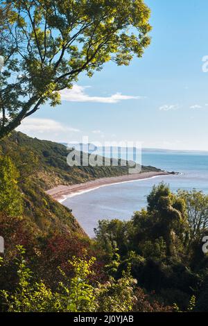 Una vista dal South West Coast Path nella Axmouth-Lyme Regis National Natrue Reserve, che domina Charlton Bay a fine estate. La riserva è parte Foto Stock