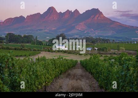 Paesaggio vigneto al tramonto con montagne a Stellenbosch, vicino a Città del Capo, Sudafrica Foto Stock