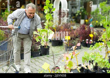 Uomo che sceglie giovani pianta nel mercato Foto Stock