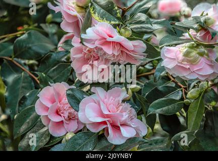 Primo piano di rosa Camellia Japonica, fiori di Bernhard Lauterbach a Landschloss Zuschendorf, Sassonia, Germania Foto Stock