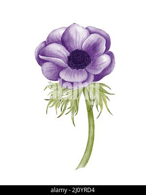 Acquerello dipinto fiore Anemone. Illustrazione dell'anemone di nozze viola. Foto Stock