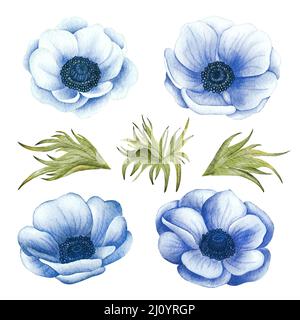 Acquerello dipinto fiore Anemone. Illustrazione di un anemone di nozze blu. Foto Stock