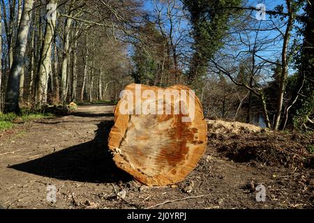 Albero segato tronco fine dettaglio su un percorso di campagna in inverno Foto Stock