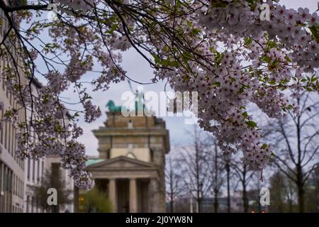 Vista della Brandenburger Tor tra i fiori a Berlino, Germania Foto Stock