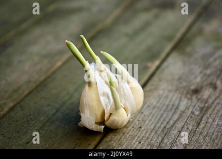 L'aglio con spicchi che hanno iniziato a germinare si trova su una vecchia panca di legno all'aperto in Svezia in primavera. Foto Stock