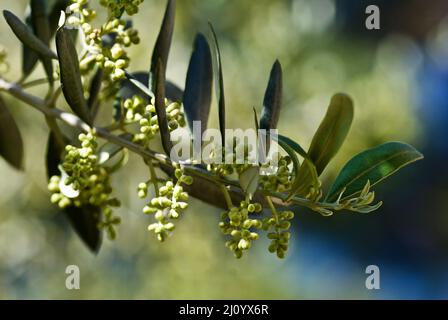 Ramoscello di olivo con foglie verdi e frutta non matura in estate in Francia. Foto Stock