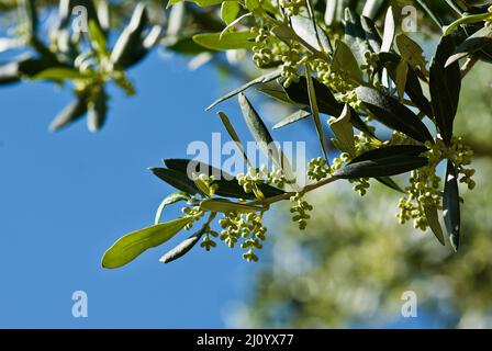 Ramoscello di olivo con foglie verdi e frutti immaturi contro il cielo blu chiaro in estate in Francia. Foto Stock