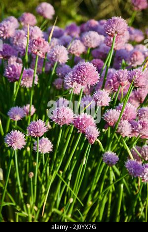 Piante di erba cipollina in fiore con fiori viola in un giardino di erbe in estate. Foto Stock