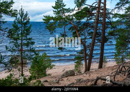 Isola di Konevets, pineta spiaggia sabbiosa del lago Ladoga, paesaggio Foto Stock