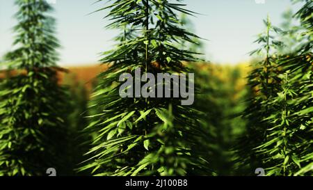 Canabis verde sulla fattoria campo marihuana Foto Stock