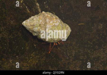 Granchio eremita Clibanarius aequabilis occupa un conchiglia rocciosa a bocca rossa Sramonita emastoma. Montana Clara. Isole Canarie. Spagna. Foto Stock