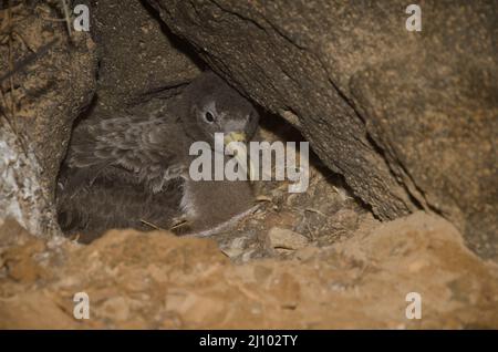 Calonectris borealis di Cory in acqua di scorticatura nel suo nido. Montana Clara. Riserva naturale integrale di Los Islotes. Isole Canarie. Spagna. Foto Stock