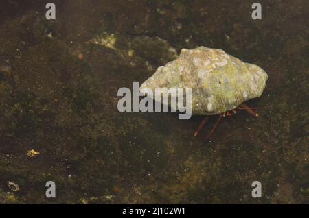 Granchio eremita Clibanarius aequabilis occupa un conchiglia rocciosa a bocca rossa Sramonita emastoma. Montana Clara. Isole Canarie. Spagna. Foto Stock