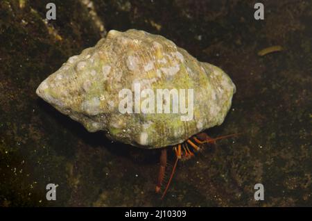 Granchio eremita Clibanarius aequabilis occupa un conchiglia rocciosa a bocca rossa Sramonita emastoma. Montana Clara. Isole Canarie. Spagna. Foto Stock