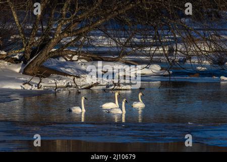 Trumpeter swans in Wisconsin settentrionale. Foto Stock