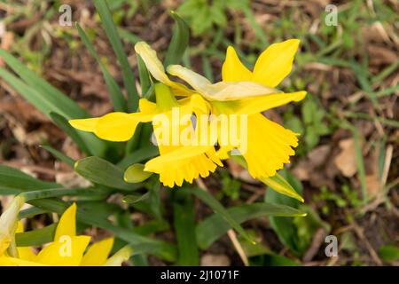 Sargans, Svizzera, 16 marzo 2022 narcisi o narcisi gialli freschi in un piccolo parco Foto Stock