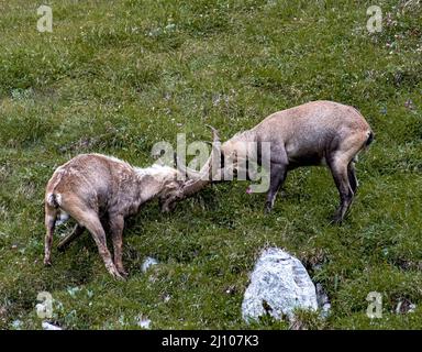 Un paio di stambecchi alpini (capra ibex) che combattono sull'erba Foto Stock