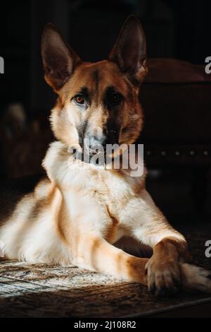 Primo piano verticale di un cane tedesco Shepard che giace sul tappeto in stile persiano Foto Stock