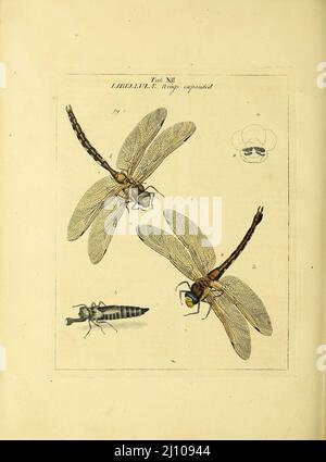 Neuroptera Libellulae del libro un'esposizione di insetti inglesi: Comprese le varie classi di Neuroptera, Hymenoptera, & Diptera, o api, mosche, & Libellulae : esposizione su 51 lastre di rame vicino a 500 figure, accuratamente disegnate ed altamente rifinite in colori, dalla natura : tutto il tutto descritto, arrangiato e chiamato in modo minutissimo, secondo il sistema Linneo, con osservazioni : le figure di un gran numero di falene non nella collezione Aureliana : Precedentemente pubblicato dallo stesso autore e un piatto con una spiegazione dei colori, sono anche dati nel lavoro di Moses Harris, 1730 - 1788, autore Foto Stock