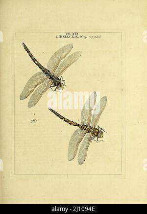 Libellulae del libro un'esposizione di insetti inglesi: Comprese le diverse classi di Neuroptera, Hymenoptera, & Diptera, o api, mosche, & Libellulae : esposizione su 51 lastre di rame vicino a 500 figure, accuratamente disegnate ed altamente rifinite in colori, dalla natura : tutto il tutto descritto, arrangiato e chiamato in modo minutissimo, secondo il sistema Linneo, con osservazioni : le figure di un gran numero di falene non nella collezione Aureliana : Precedentemente pubblicato dallo stesso autore e un piatto con una spiegazione dei colori, sono anche dati nel lavoro di Moses Harris, 1730 - 1788, autore ed illustre Foto Stock