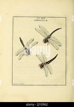 Libellulae del libro un'esposizione di insetti inglesi: Comprese le diverse classi di Neuroptera, Hymenoptera, & Diptera, o api, mosche, & Libellulae : esposizione su 51 lastre di rame vicino a 500 figure, accuratamente disegnate ed altamente rifinite in colori, dalla natura : tutto il tutto descritto, arrangiato e chiamato in modo minutissimo, secondo il sistema Linneo, con osservazioni : le figure di un gran numero di falene non nella collezione Aureliana : Precedentemente pubblicato dallo stesso autore e un piatto con una spiegazione dei colori, sono anche dati nel lavoro di Moses Harris, 1730 - 1788, autore ed illustre Foto Stock