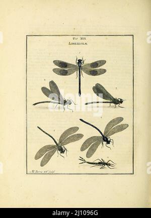 Libellulae del libro un'esposizione di insetti inglesi: Comprese le diverse classi di Neuroptera, Hymenoptera, & Diptera, o api, mosche, & Libellulae : esposizione su 51 lastre di rame vicino a 500 figure, accuratamente disegnate ed altamente rifinite in colori, dalla natura : tutto il tutto descritto, arrangiato e chiamato in modo minutissimo, secondo il sistema Linneo, con osservazioni : le figure di un gran numero di falene non nella collezione Aureliana : Precedentemente pubblicato dallo stesso autore e un piatto con una spiegazione dei colori, sono anche dati nel lavoro di Moses Harris, 1730 - 1788, autore ed illustre Foto Stock