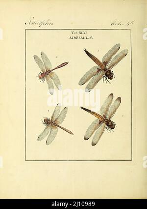 Libellulae del libro un'esposizione di insetti inglesi: Comprese le diverse classi di Neuroptera, Hymenoptera, & Diptera, o api, mosche, & Libellulae : esposizione su 51 lastre di rame vicino a 500 figure, accuratamente disegnate ed altamente rifinite in colori, dalla natura : tutto il tutto descritto, arrangiato e chiamato in modo minutissimo, secondo il sistema Linneo, con osservazioni : le figure di un gran numero di falene non nella collezione Aureliana : Precedentemente pubblicato dallo stesso autore e un piatto con una spiegazione dei colori, sono anche dati nel lavoro di Moses Harris, 1730 - 1788, autore ed illustre Foto Stock